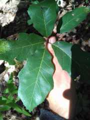 Quercus runcinatifolia