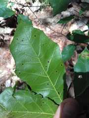 Quercus runcinatifolia