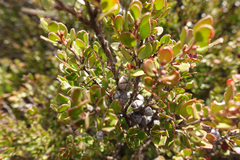 Leptospermum micromyrtus