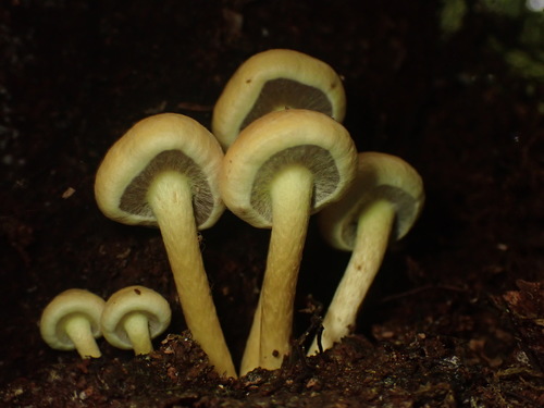 Puokštinė kelmabudė nuotrauka