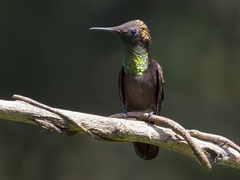 Chrysolampis mosquitus