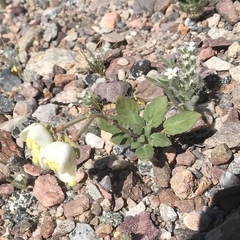 Chylismia claviformis rubescens
