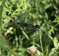 Eremnophila aureonotata
