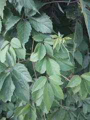 Parthenocissus inserta