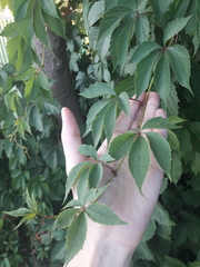 Parthenocissus inserta