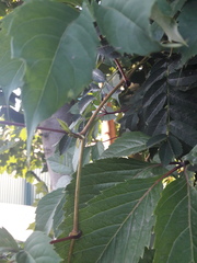 Parthenocissus inserta