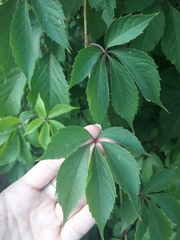 Parthenocissus inserta