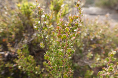 Leptospermum micromyrtus