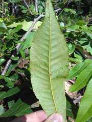Carya myristiciformis