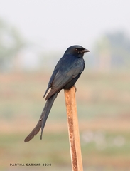 Dicrurus macrocercus