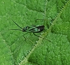 Ilnacora malina