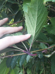 Parthenocissus inserta