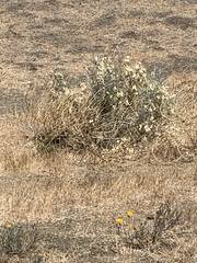 Astragalus asymmetricus