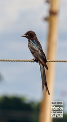 Dicrurus macrocercus