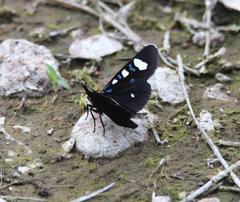 Alypiodes flavilinguis