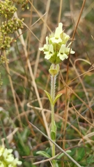 Sideritis hyssopifolia