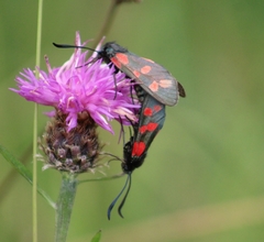 Zygaena filipendulae