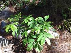 Carya myristiciformis