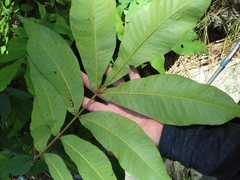 Carya myristiciformis
