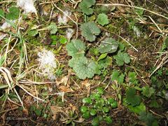 Ranunculus nigrescens