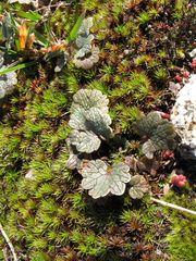 Ranunculus nigrescens