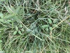 Lysimachia vulgaris