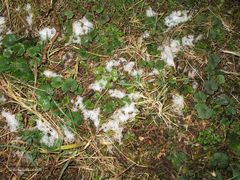 Ranunculus nigrescens