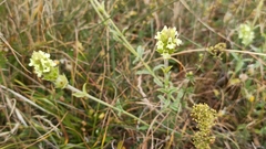 Sideritis hyssopifolia