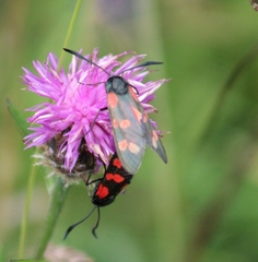 Zygaena filipendulae