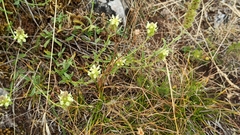 Sideritis hyssopifolia
