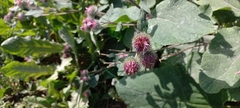 Arctium tomentosum