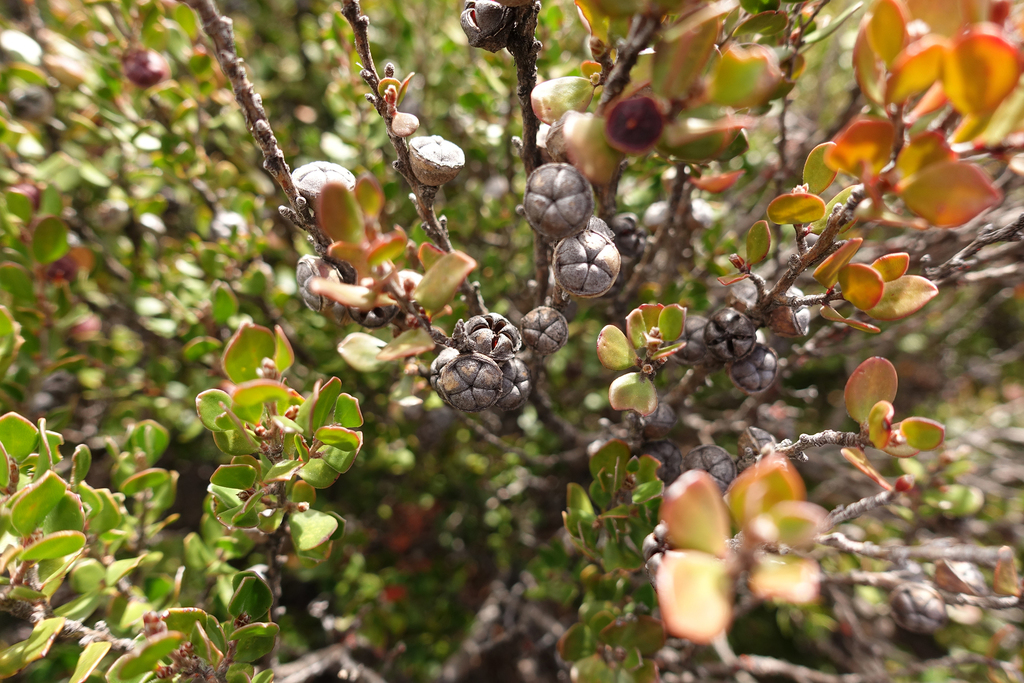 Leptospermum micromyrtus