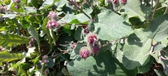 Arctium tomentosum