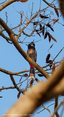 Pycnonotus cafer