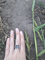 Echinochloa crus-galli