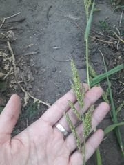 Echinochloa crus-galli