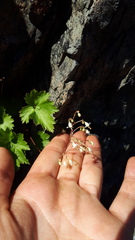Heuchera glabra