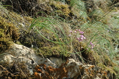 Allium rubens