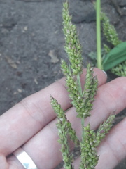 Echinochloa crus-galli