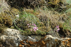 Allium rubens
