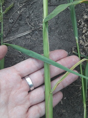 Echinochloa crus-galli