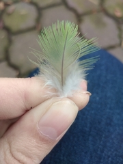 Myiopsitta