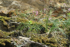 Allium rubens
