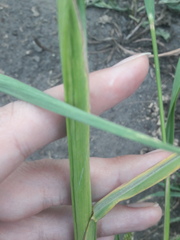 Echinochloa crus-galli