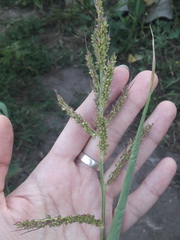 Echinochloa crus-galli
