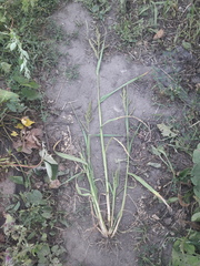 Echinochloa crus-galli