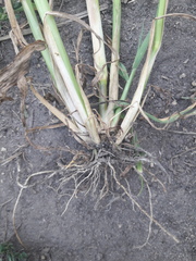 Echinochloa crus-galli