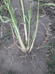 Echinochloa crus-galli