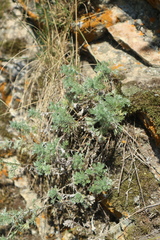 Artemisia sericea