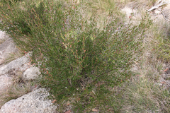 Leptospermum micromyrtus